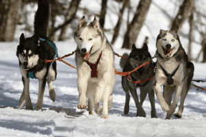 Huskytouren